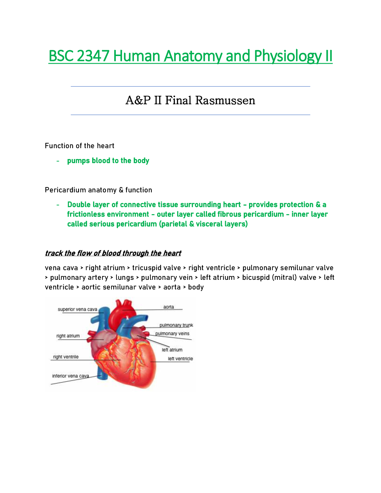 BSC2347 / BSC 2347 Final Exam Human Anatomy & Physiology II - Rasmussen